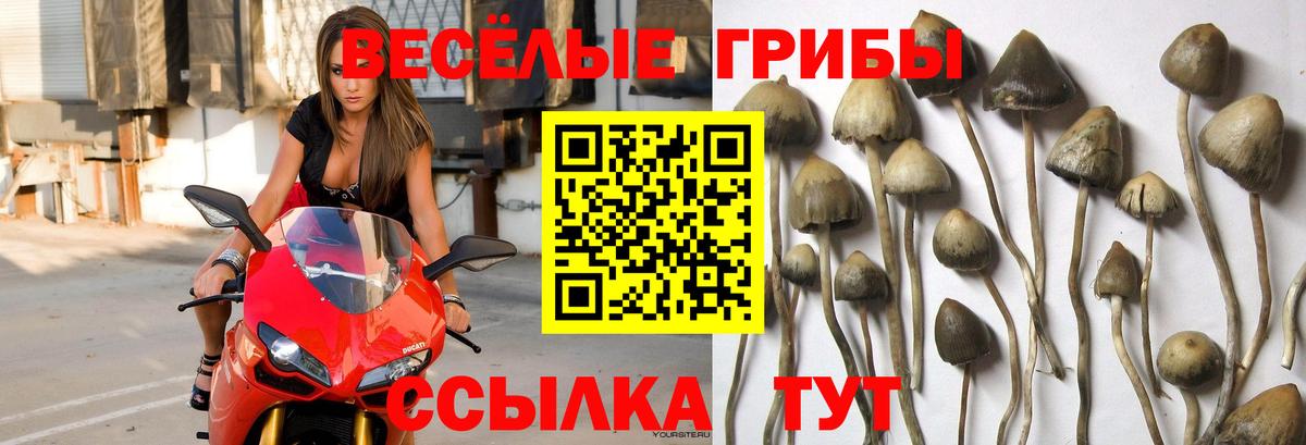 МЕФ Балтийск